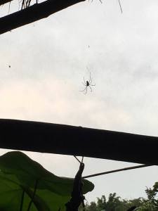 22310266_663626403834363_4110445951868528064_n